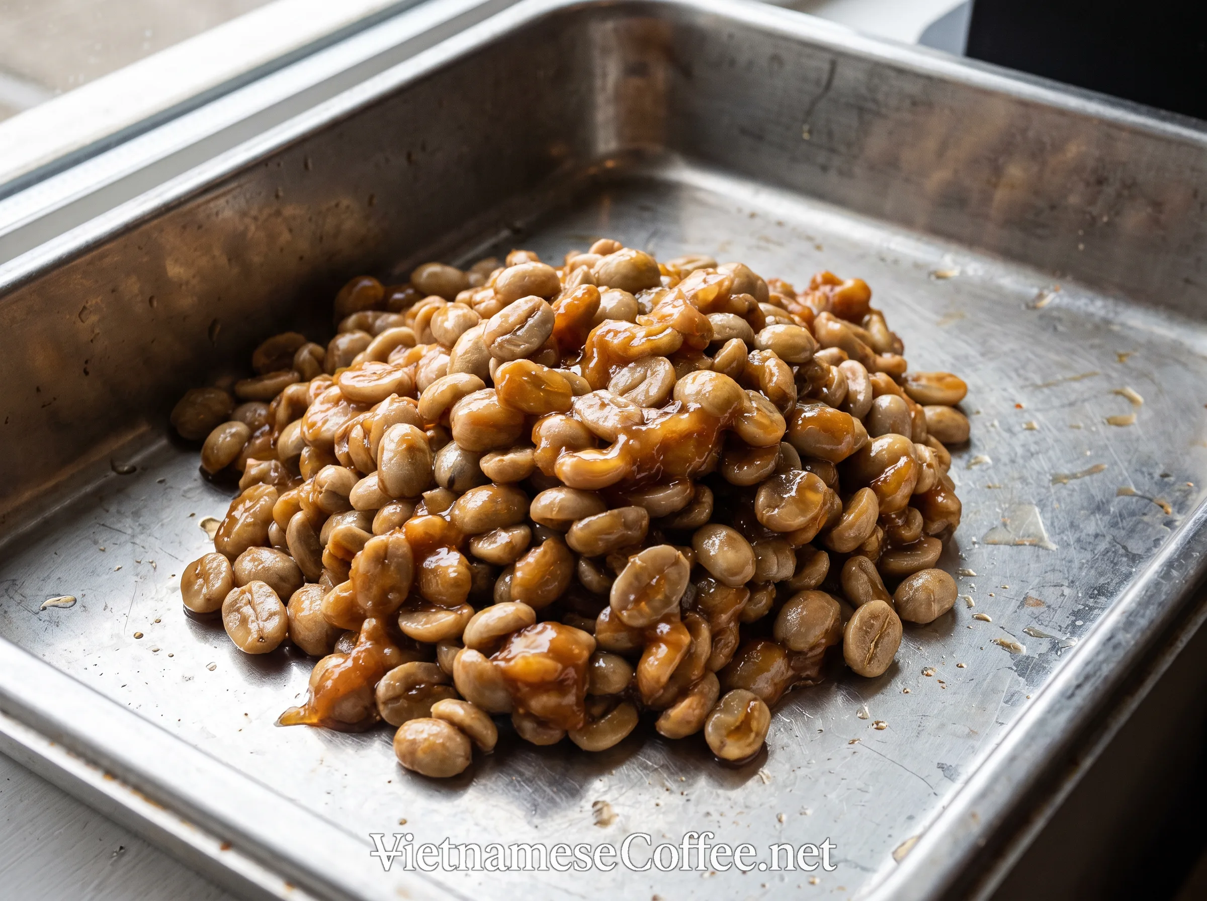 Freshly depulped coffee beans still coated in sticky mucilage