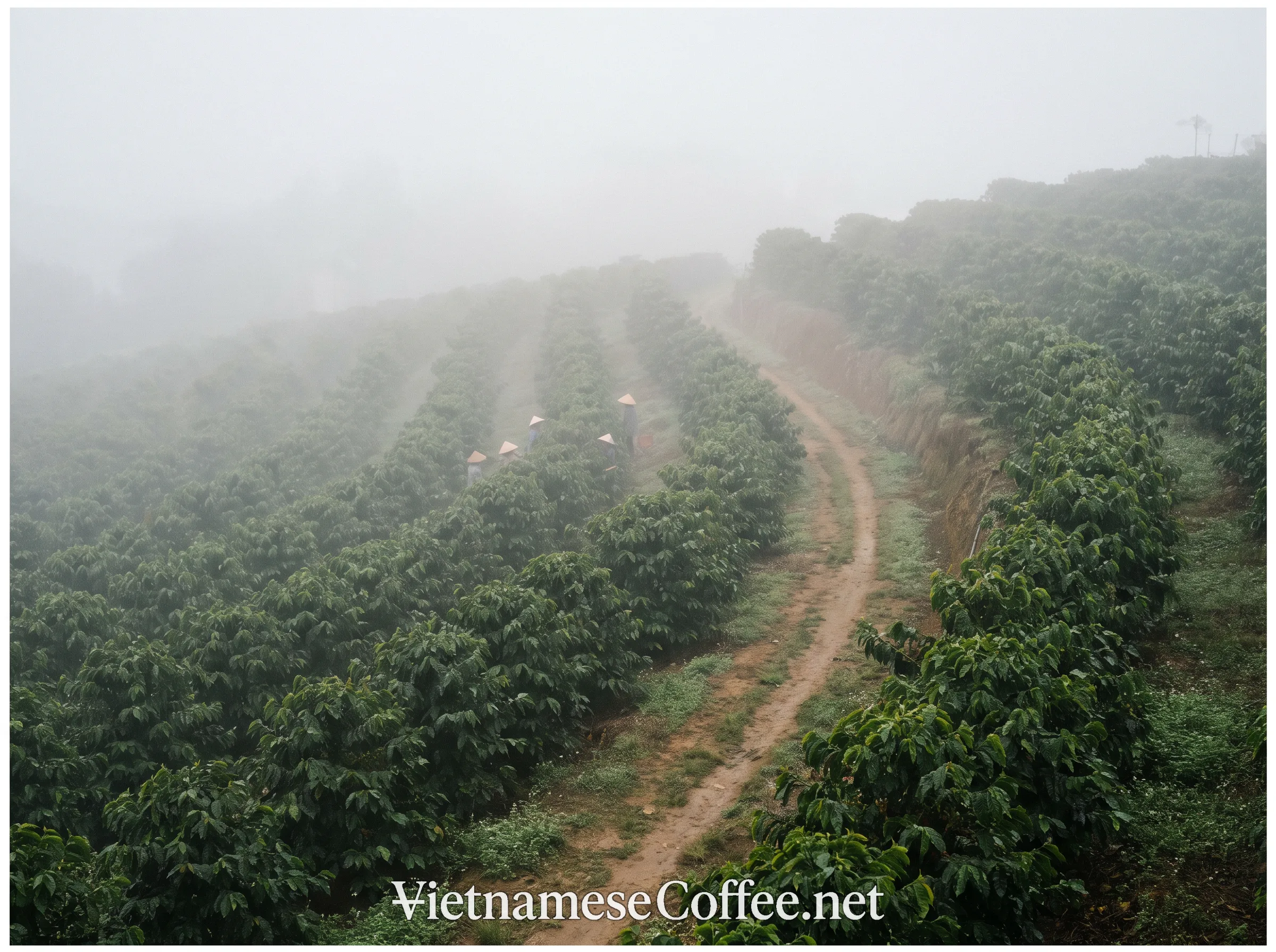 A misty highland arabica coffee farm in Cầu Đất, Đà Lạt, Vietnam