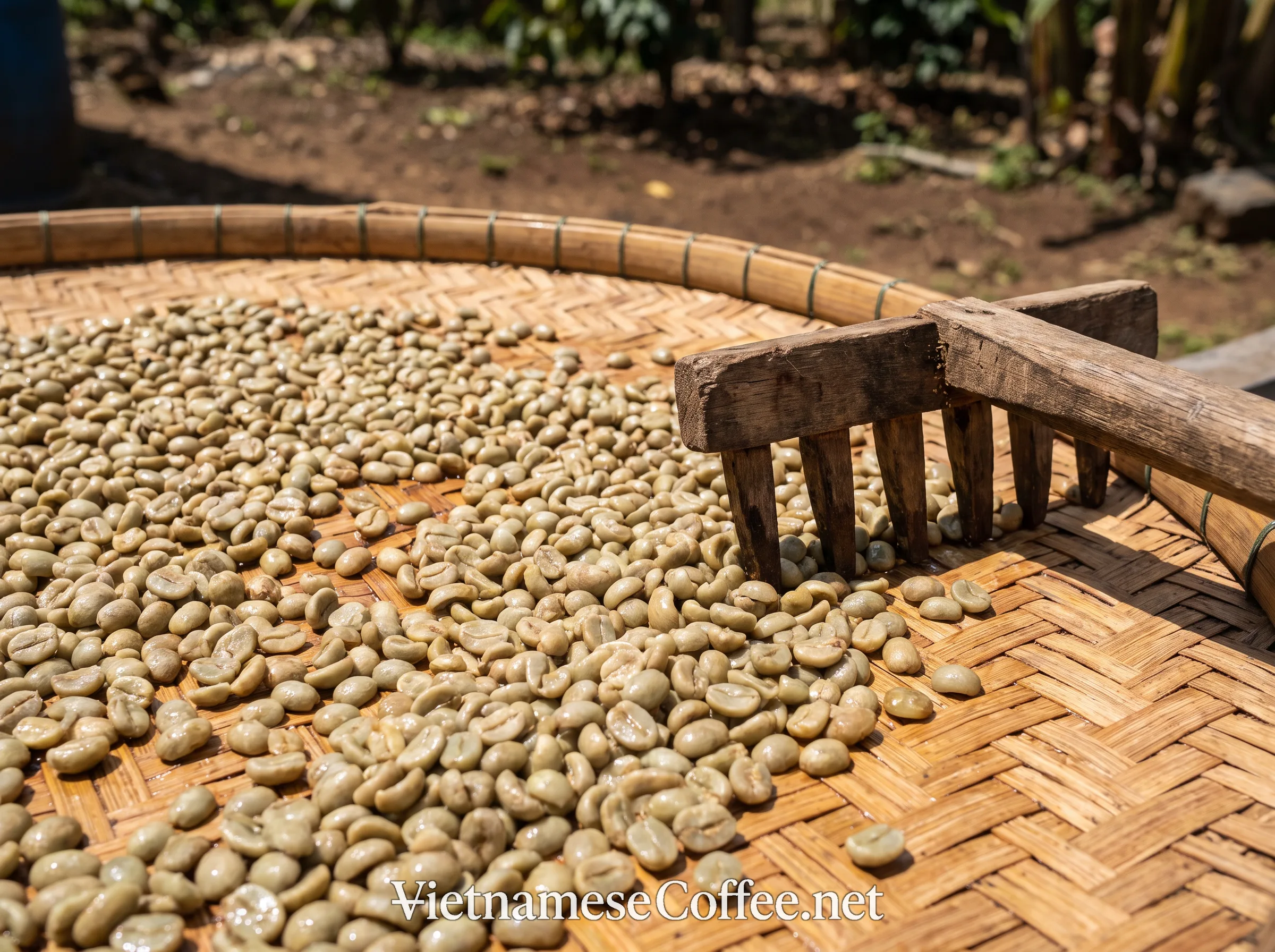 Freshly wet-hulled green coffee beans spread out to dry in the open air