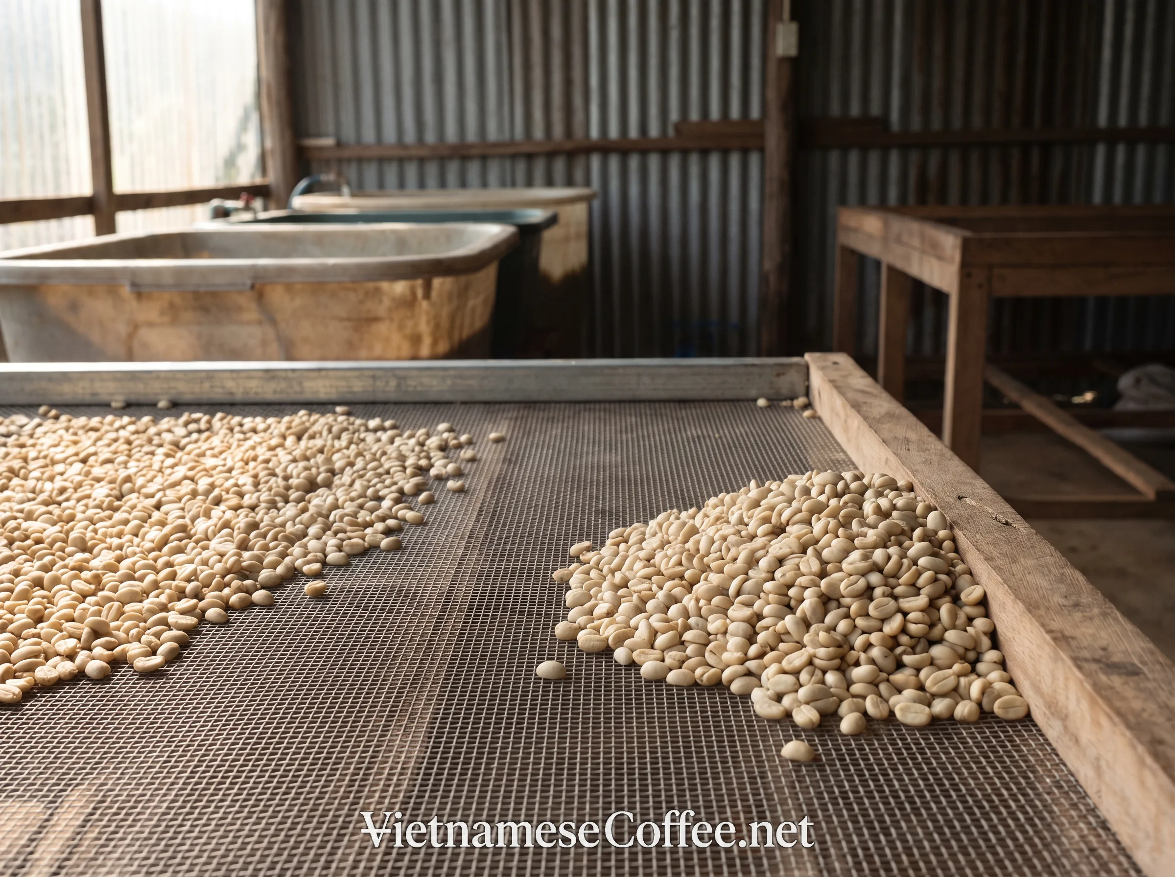 Washed coffee parchment drying in a small Vietnamese coffee-processing workspace